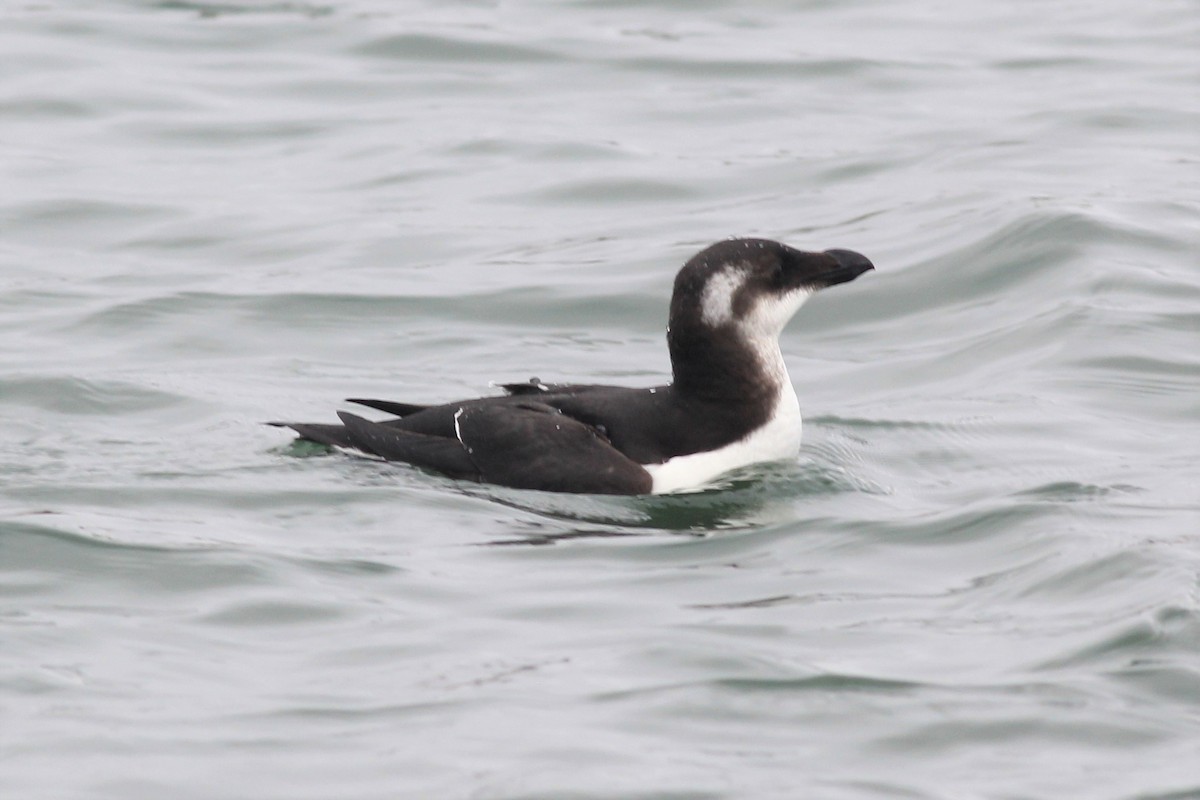 alka malá - ML206691091