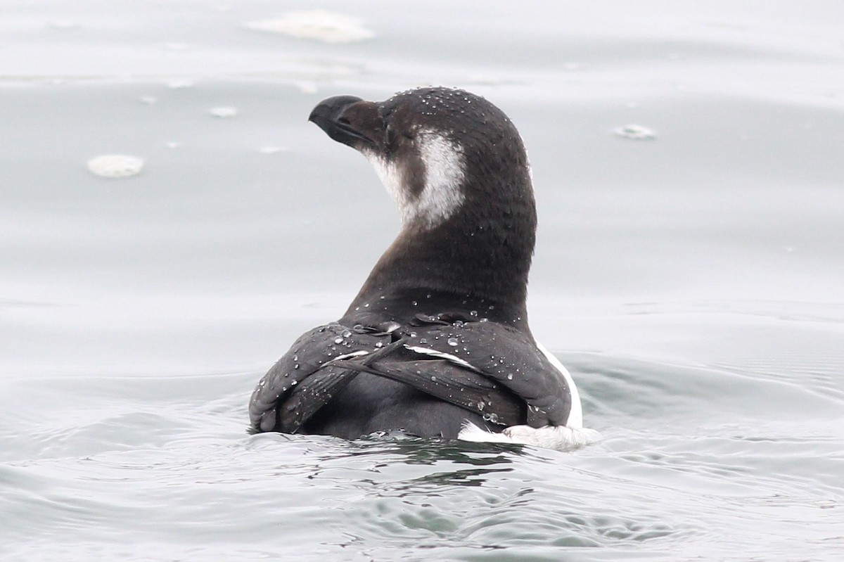 Razorbill - kristi cooper