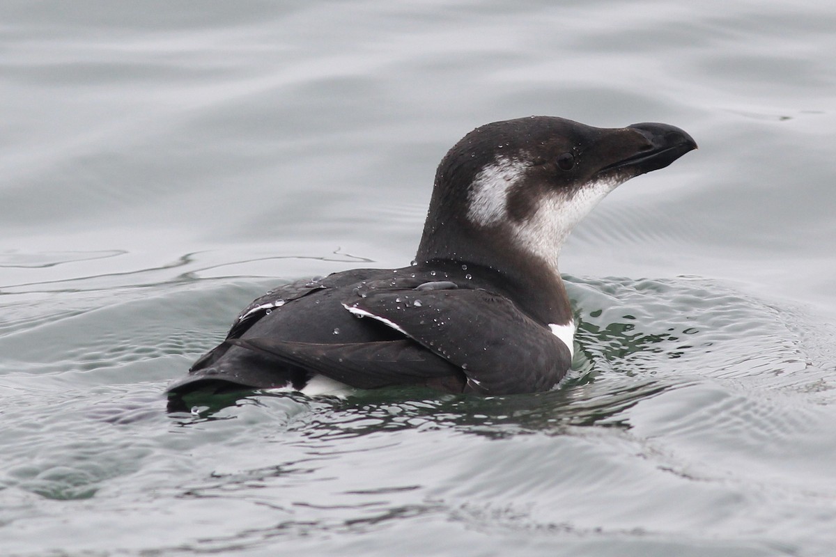 alka malá - ML206691121