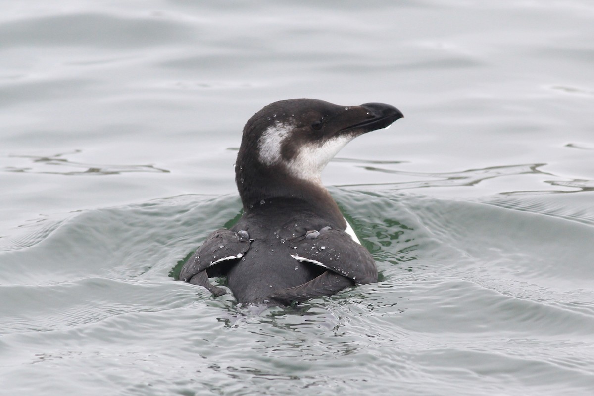 alka malá - ML206691131