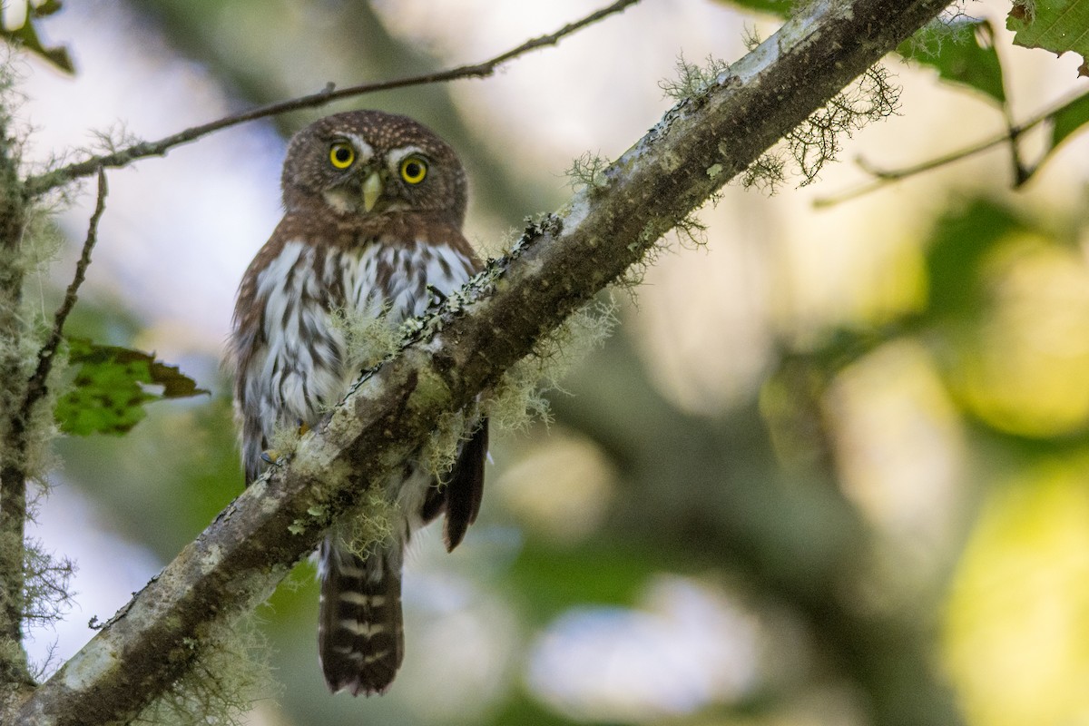 Northern Pygmy-Owl - Charlie Wright