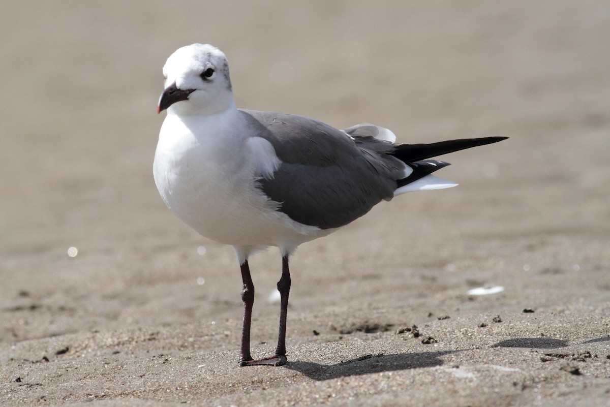 Laughing Gull - ML206693291