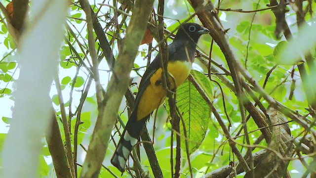 Black-headed Trogon - ML206693691