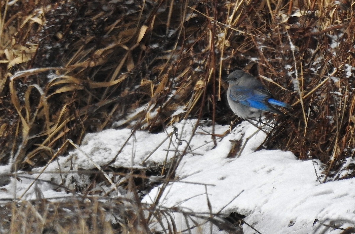 Mountain Bluebird - ML206693781