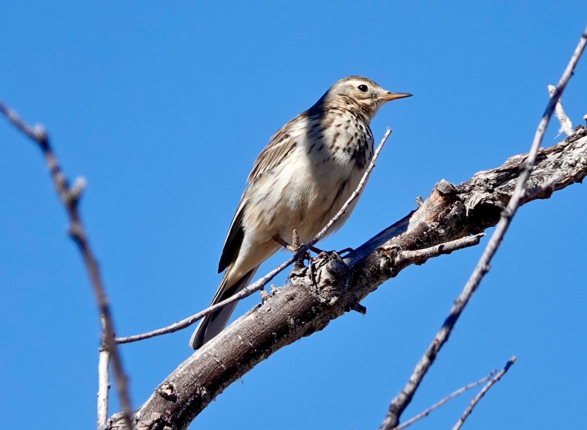 American Pipit - Rick Taylor