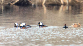 Hooded Merganser - ML206695001