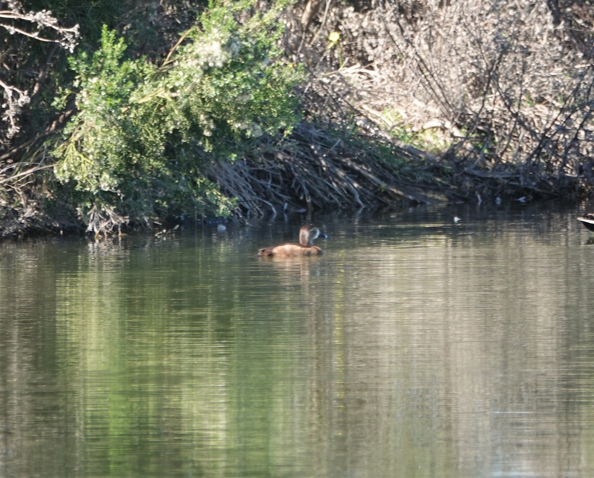 Ring-necked Duck - ML206695111