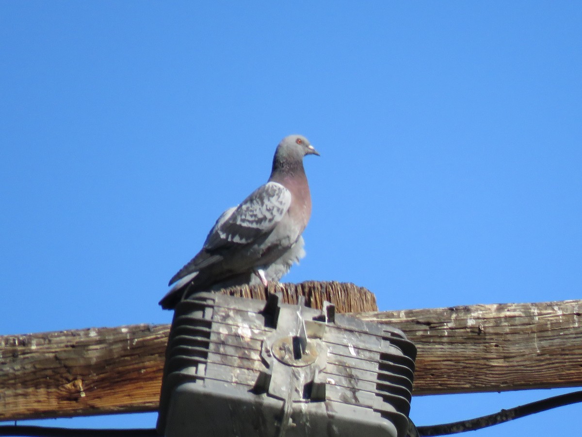 Rock Pigeon (Feral Pigeon) - ML206695131