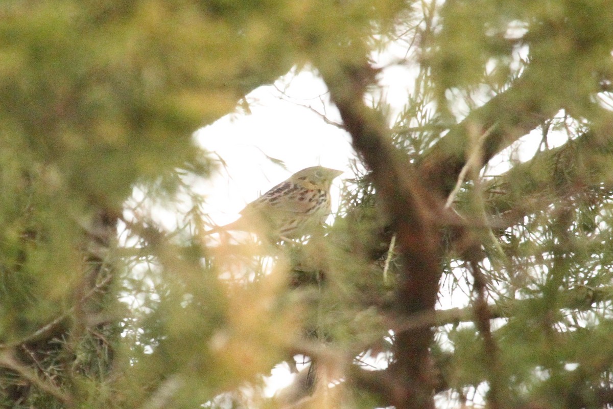 Henslow's Sparrow - Tom Boyle