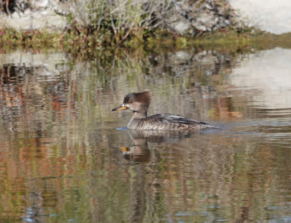 Hooded Merganser - ML206695231