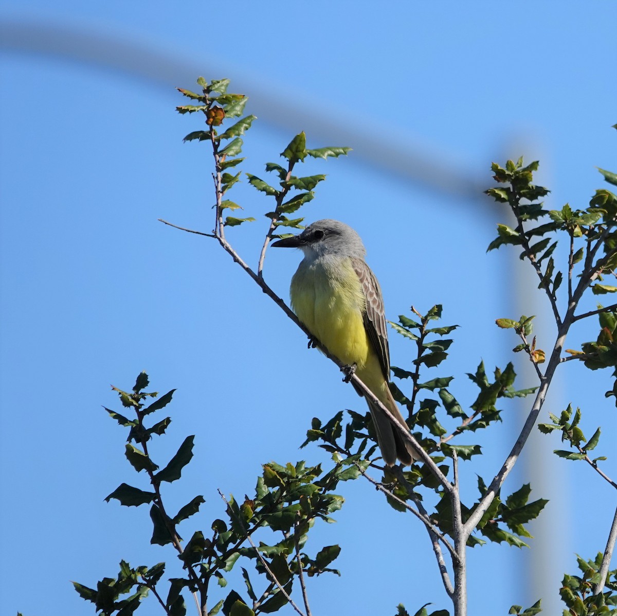 Tropical Kingbird - ML206695541