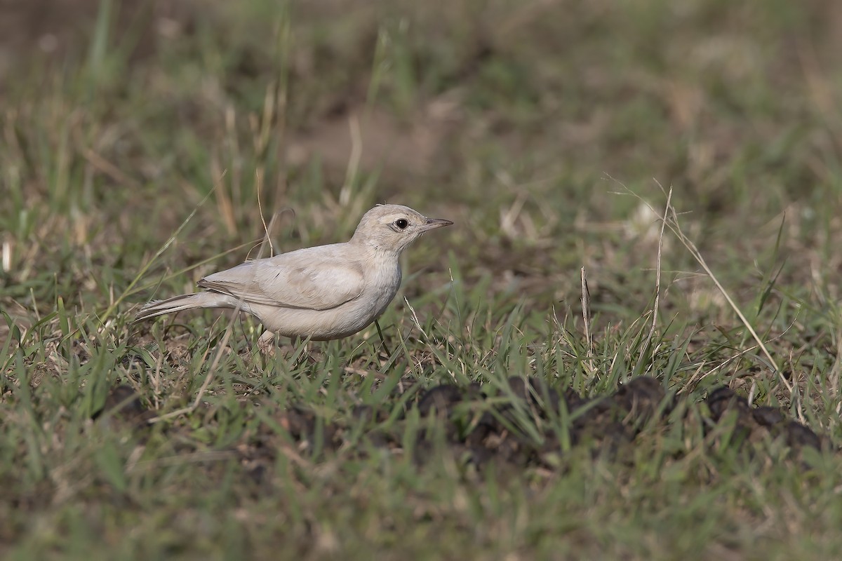 Plain-backed Pipit - ML206695751