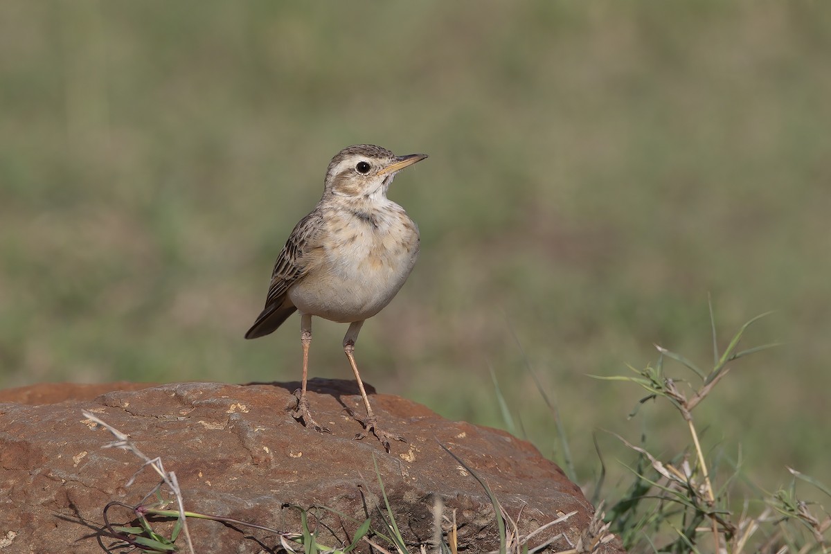 Plain-backed Pipit - ML206695801