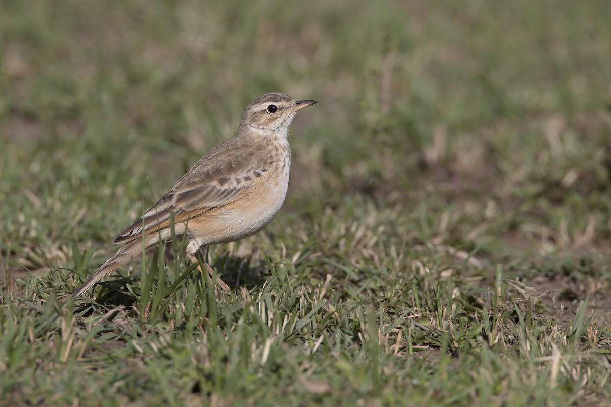 Plain-backed Pipit - Marco Valentini