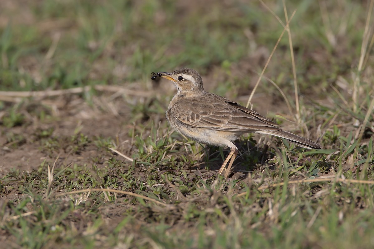 Plain-backed Pipit - ML206696061