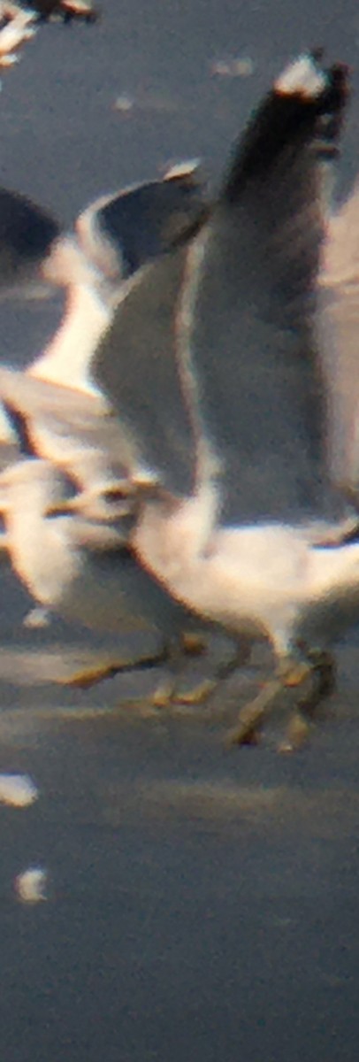 Short-billed Gull - Kathy Carroll