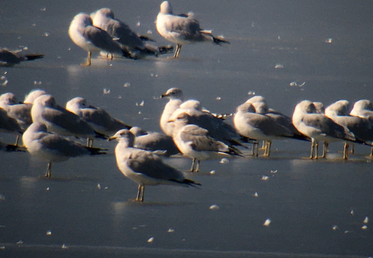 Short-billed Gull - ML206698511