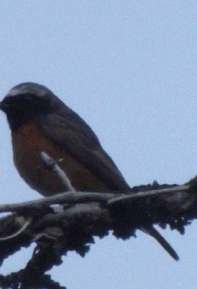 Common Redstart - ML206699161