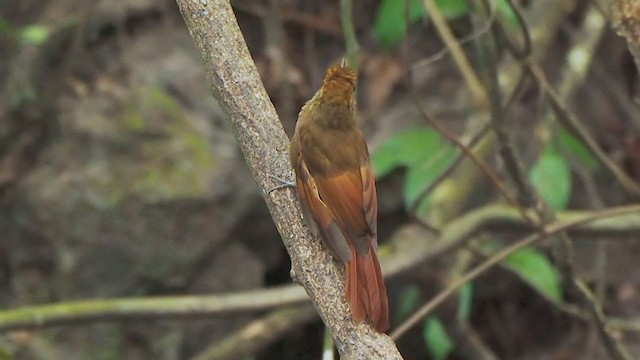 Tawny-winged Woodcreeper - ML206700111