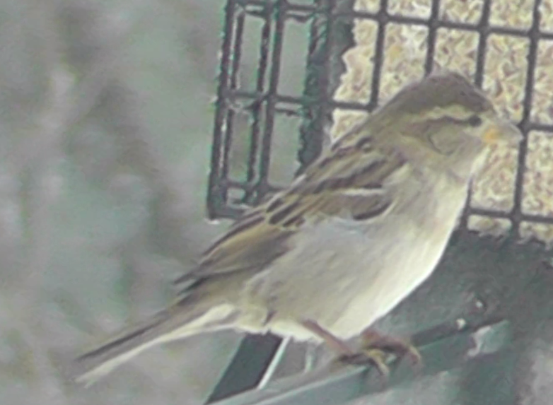 House Sparrow - ML206700341