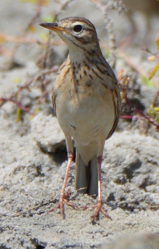 Pipit rousset - ML206700491