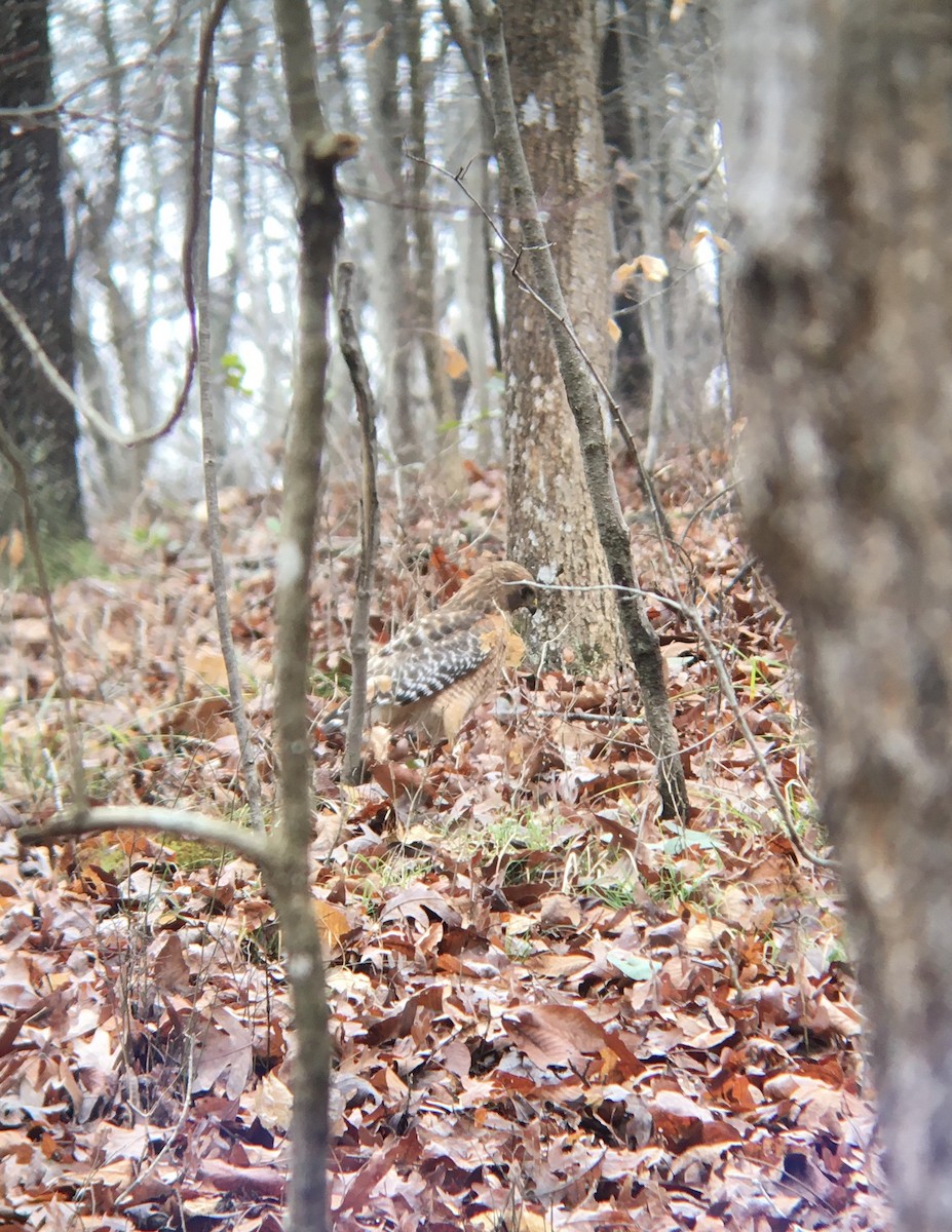 Red-shouldered Hawk - ML206700831