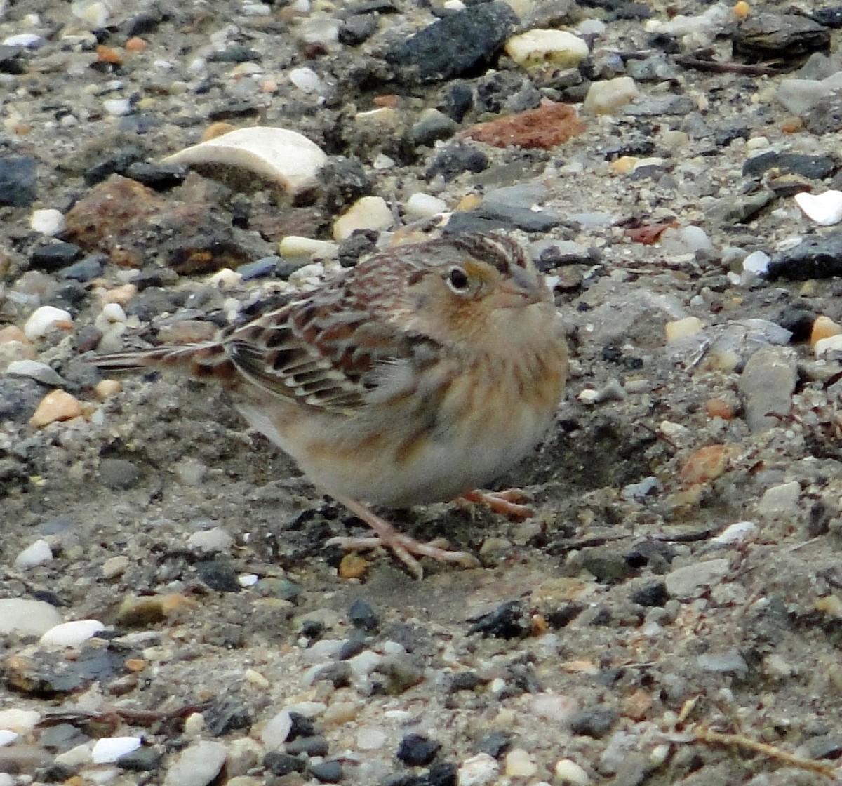 Grasshopper Sparrow - ML206701971