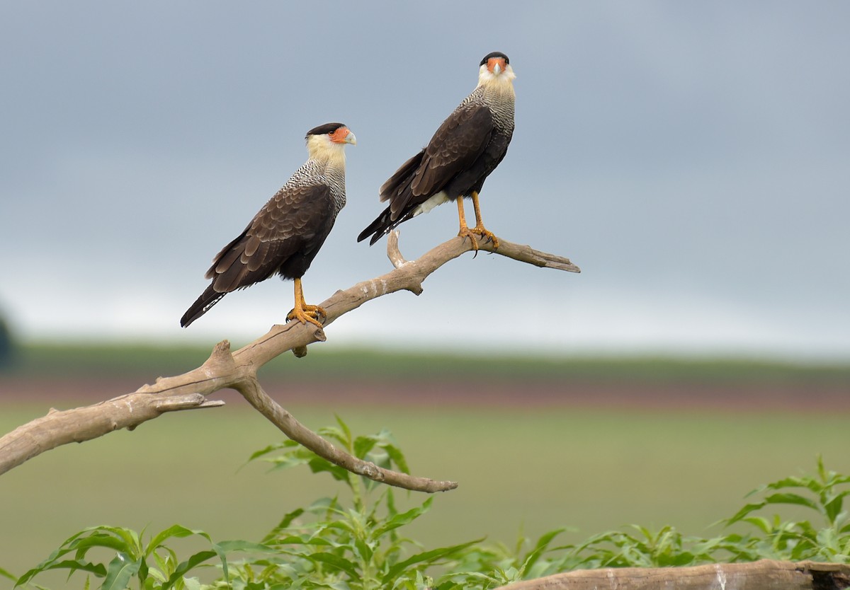 Crested Caracara (Southern) - ML206703881