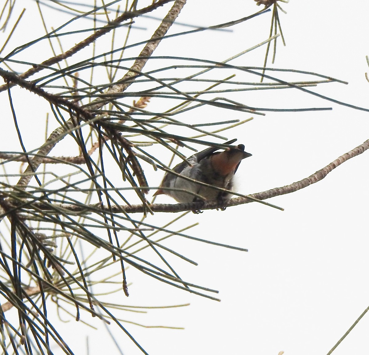 Mistletoebird - ML206704281