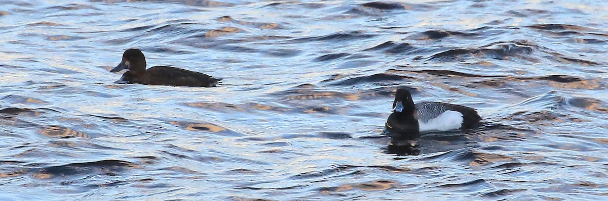 Greater Scaup - ML206704781