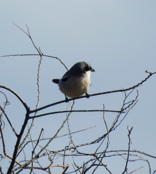 Loggerhead Shrike - ML206705711