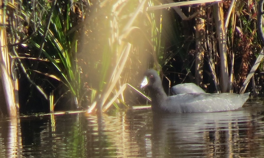 American Coot (Red-shielded) - Jerry Smith