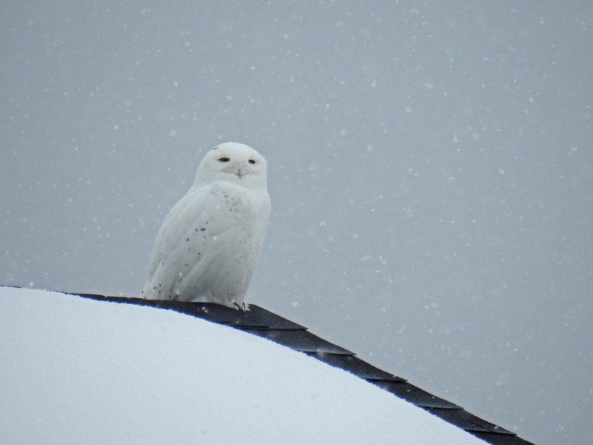 Snowy Owl - ML206706151