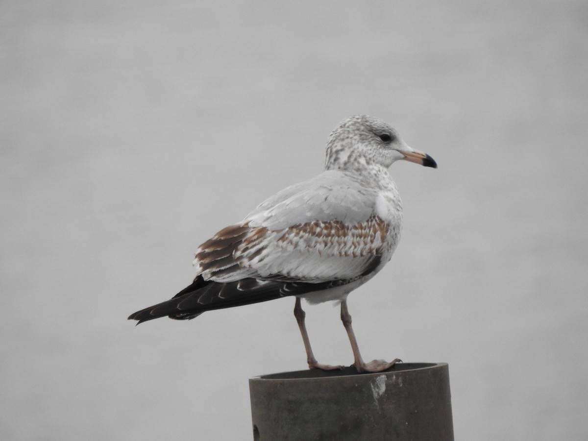 Ring-billed Gull - ML206707651