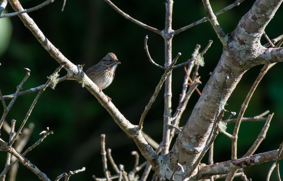 Lincoln's Sparrow - ML206707691