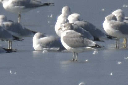 Short-billed Gull - ML206707731