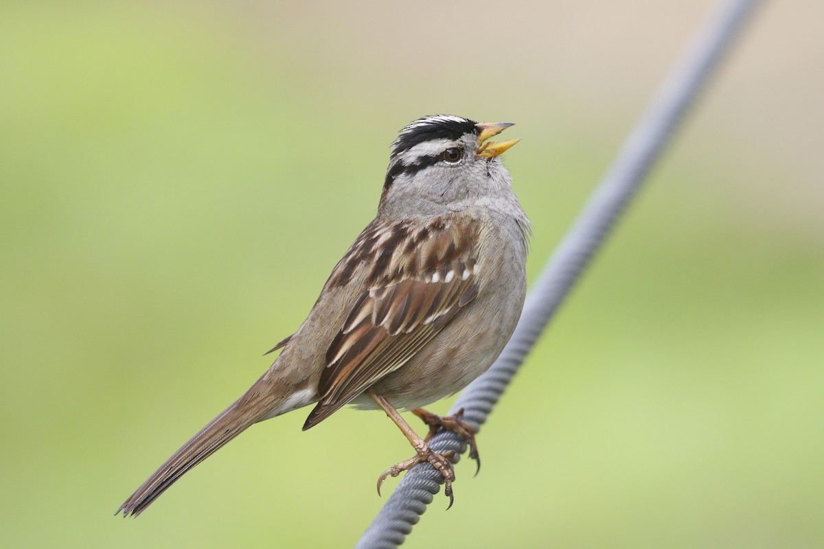 White-crowned Sparrow - Donna Pomeroy