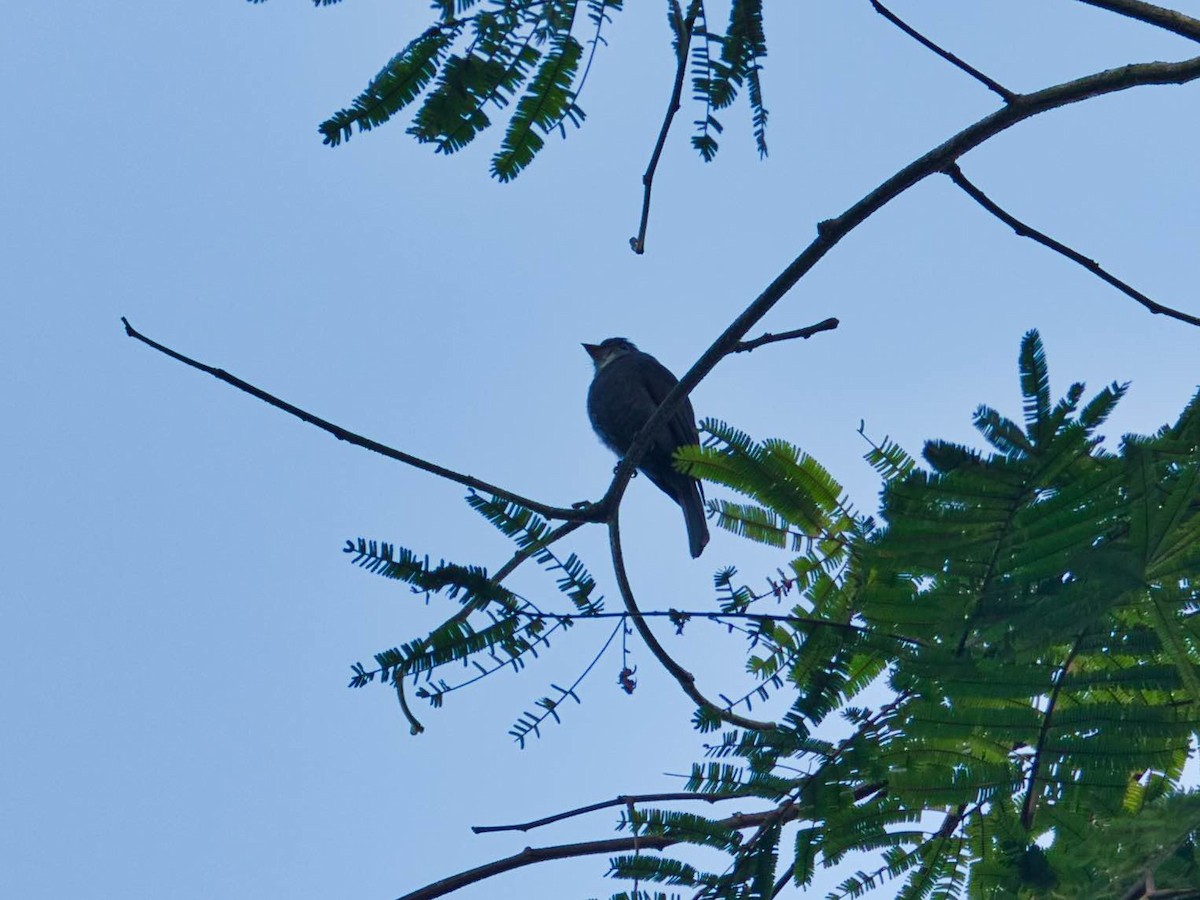 White-throated Pewee - ML206710071