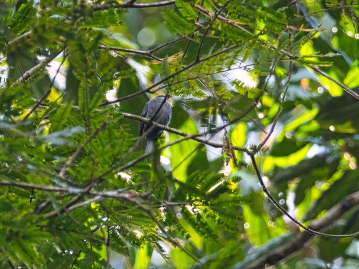 White-throated Pewee - Eric Carpenter