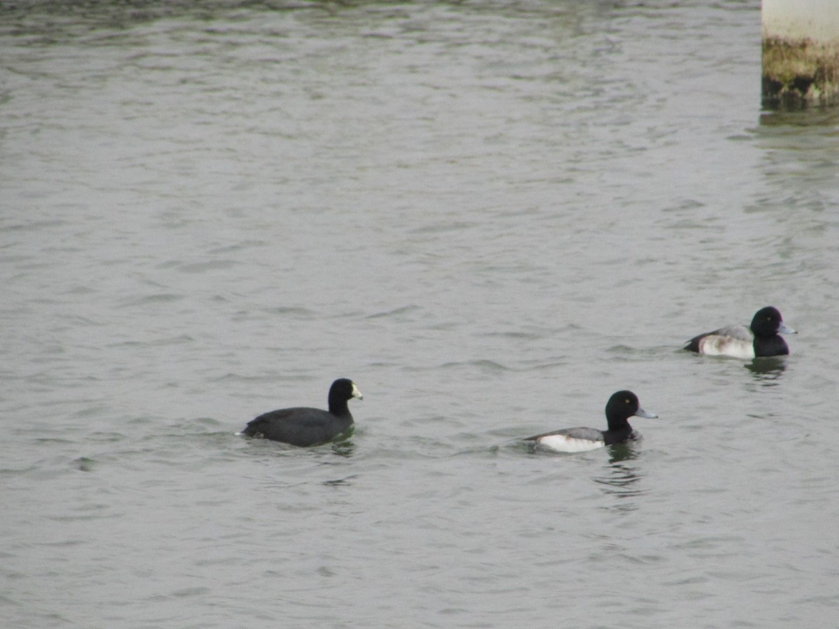 Greater Scaup - ML206710621