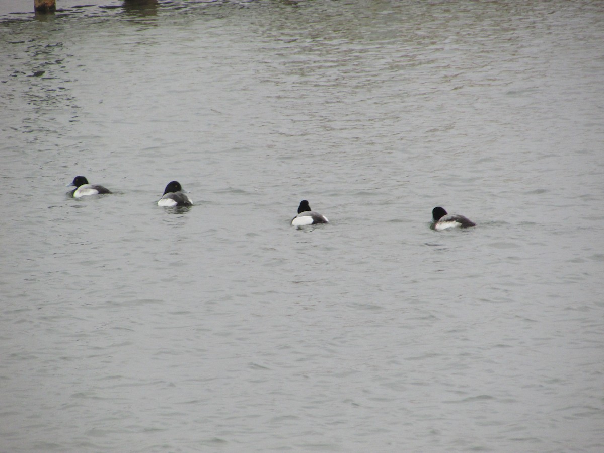 Greater Scaup - ML206710641