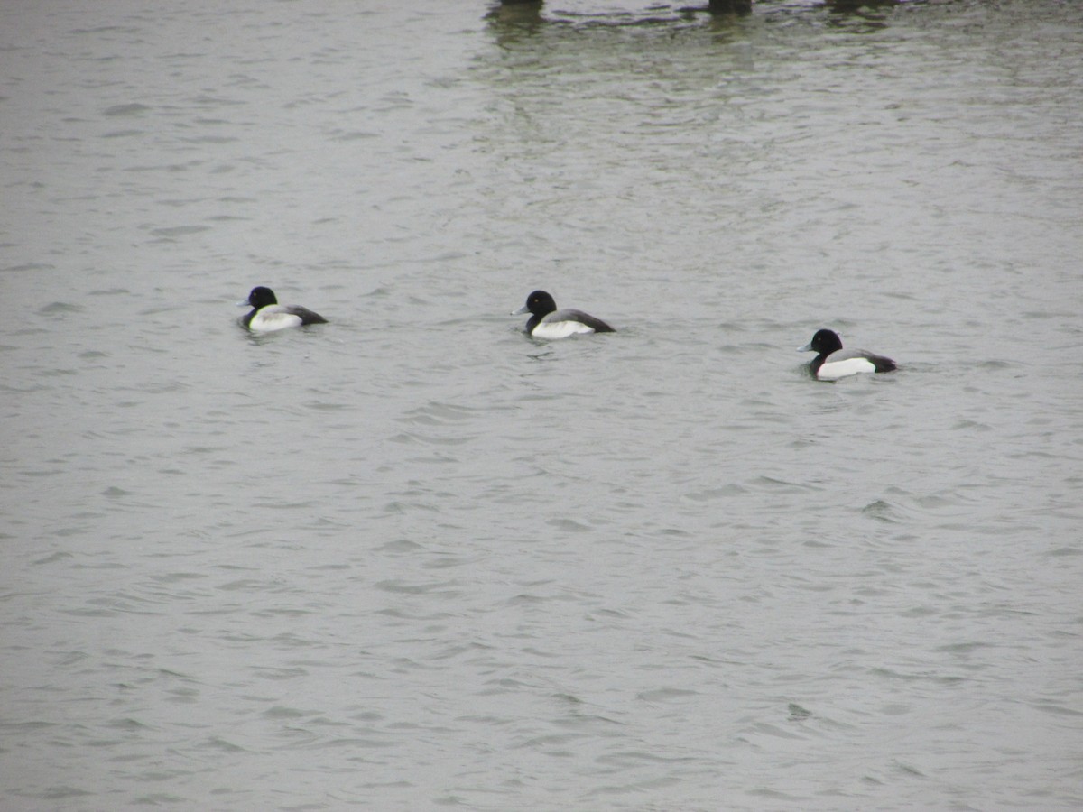 Greater Scaup - ML206710651
