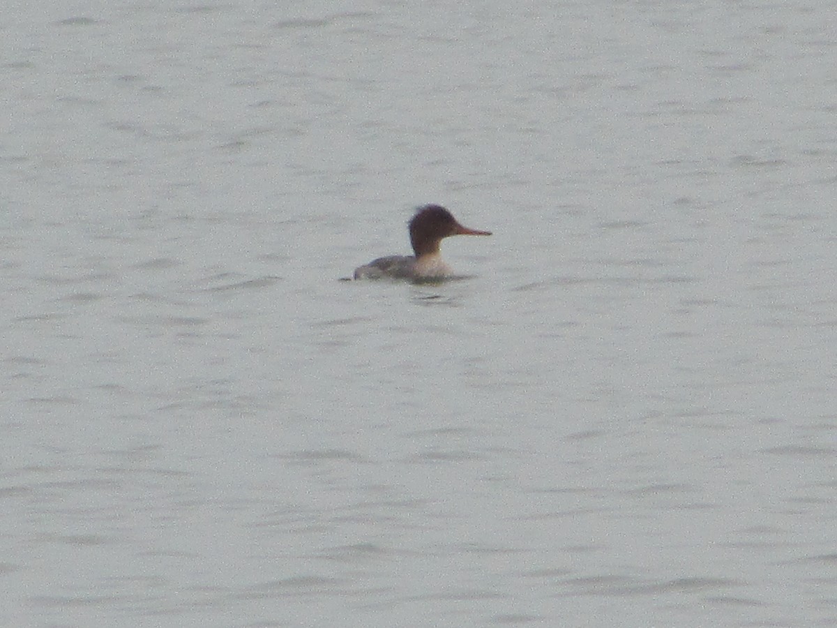 Red-breasted Merganser - ML206710691