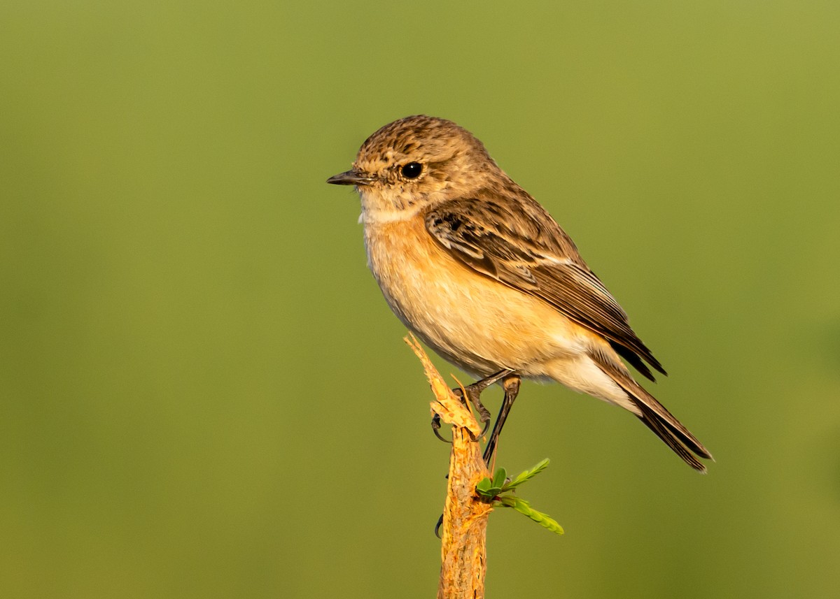 Siberian Stonechat - Ramesh Desai