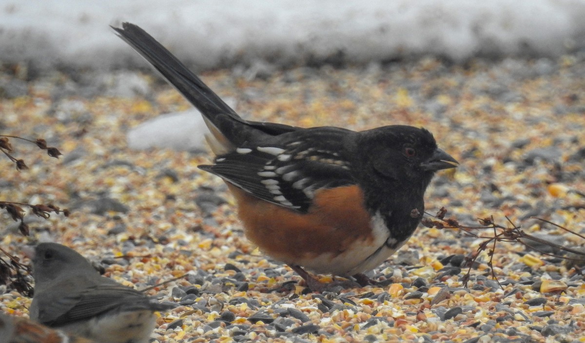 Spotted Towhee - ML206710951