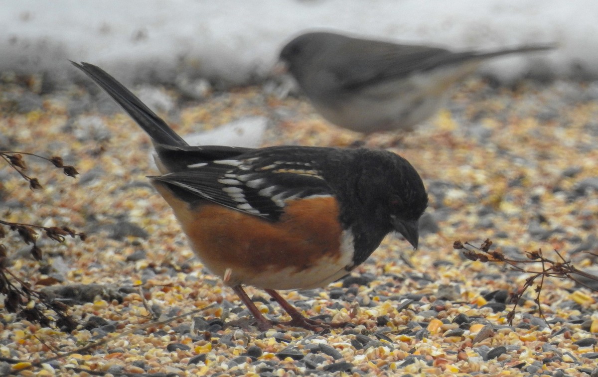 Spotted Towhee - ML206710981