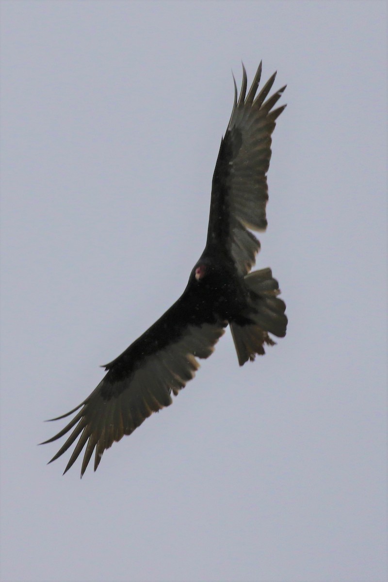 Turkey Vulture - ML206711371