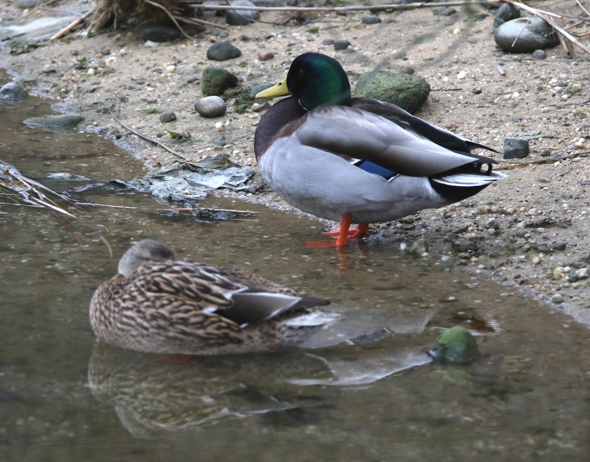 Mallard - ML206711741