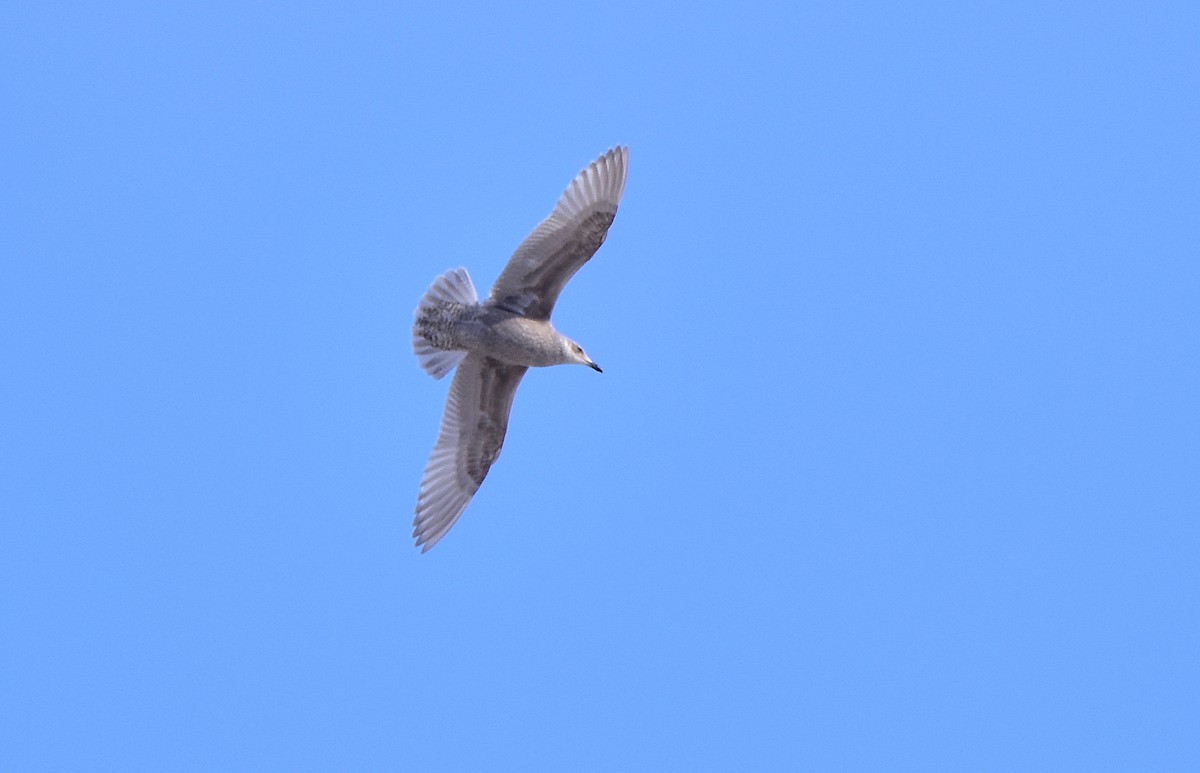 Iceland Gull - ML206714021