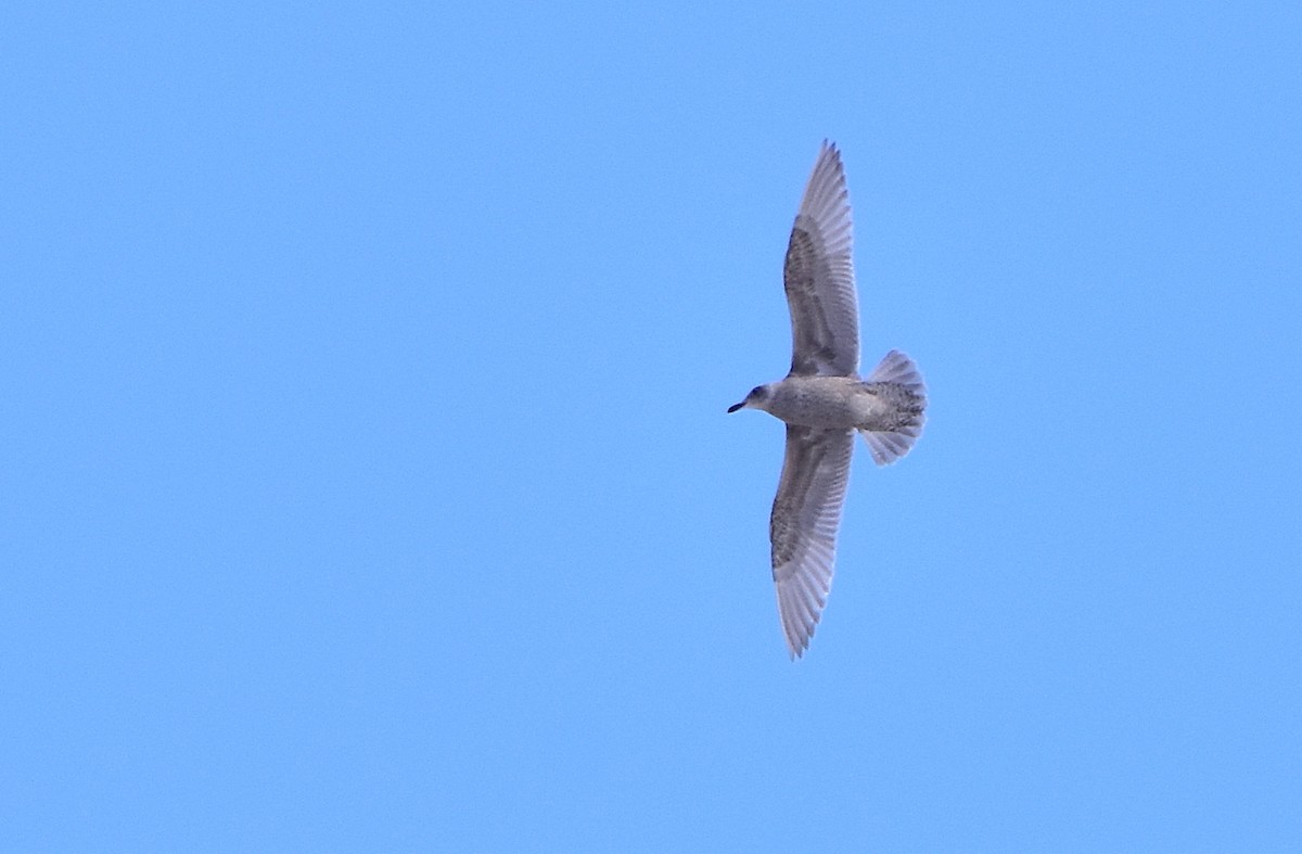 Iceland Gull - ML206714031